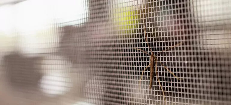 Repair Mosquito Mesh For Windows in West Lealman, FL